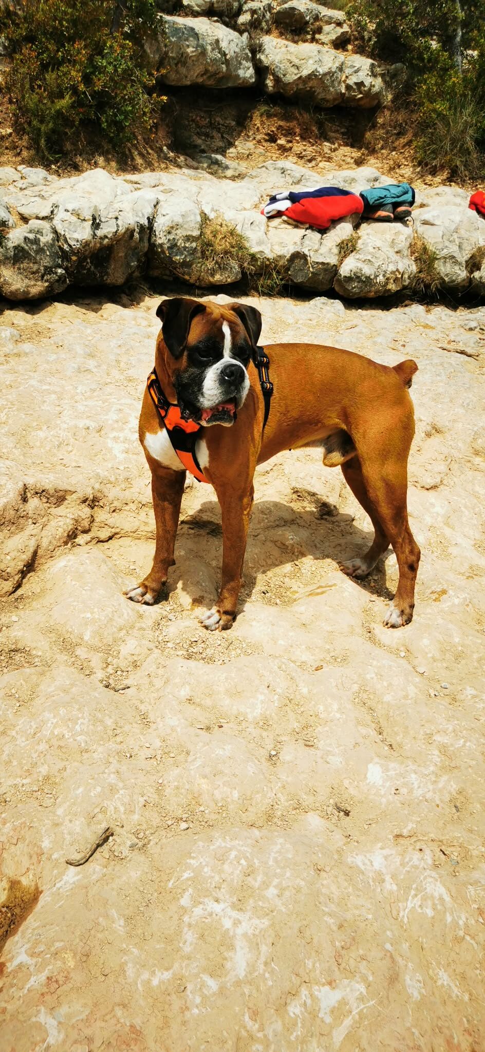 Igor