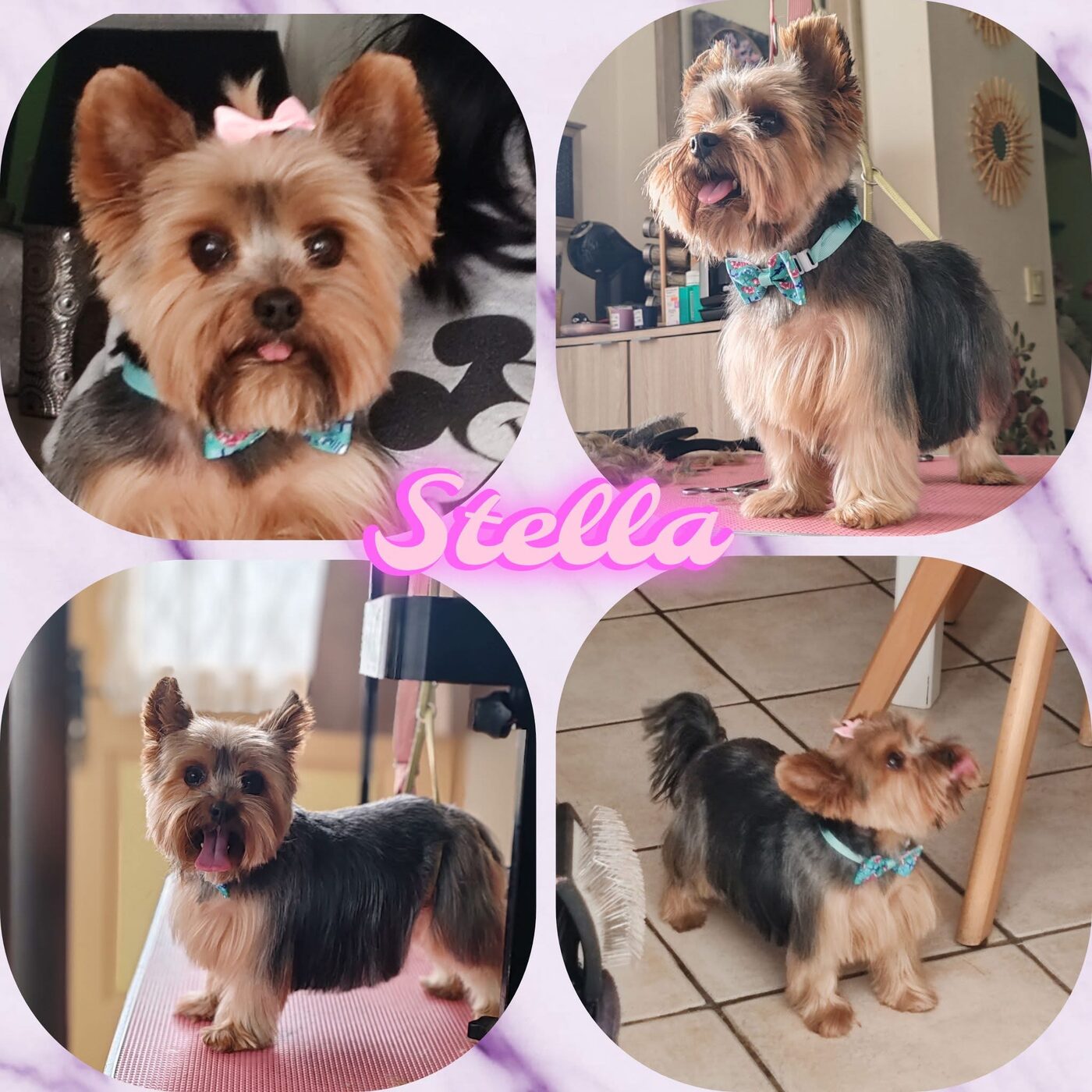 Stella