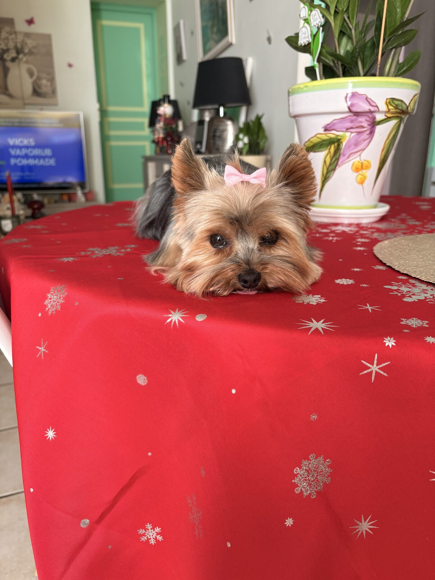 Stella