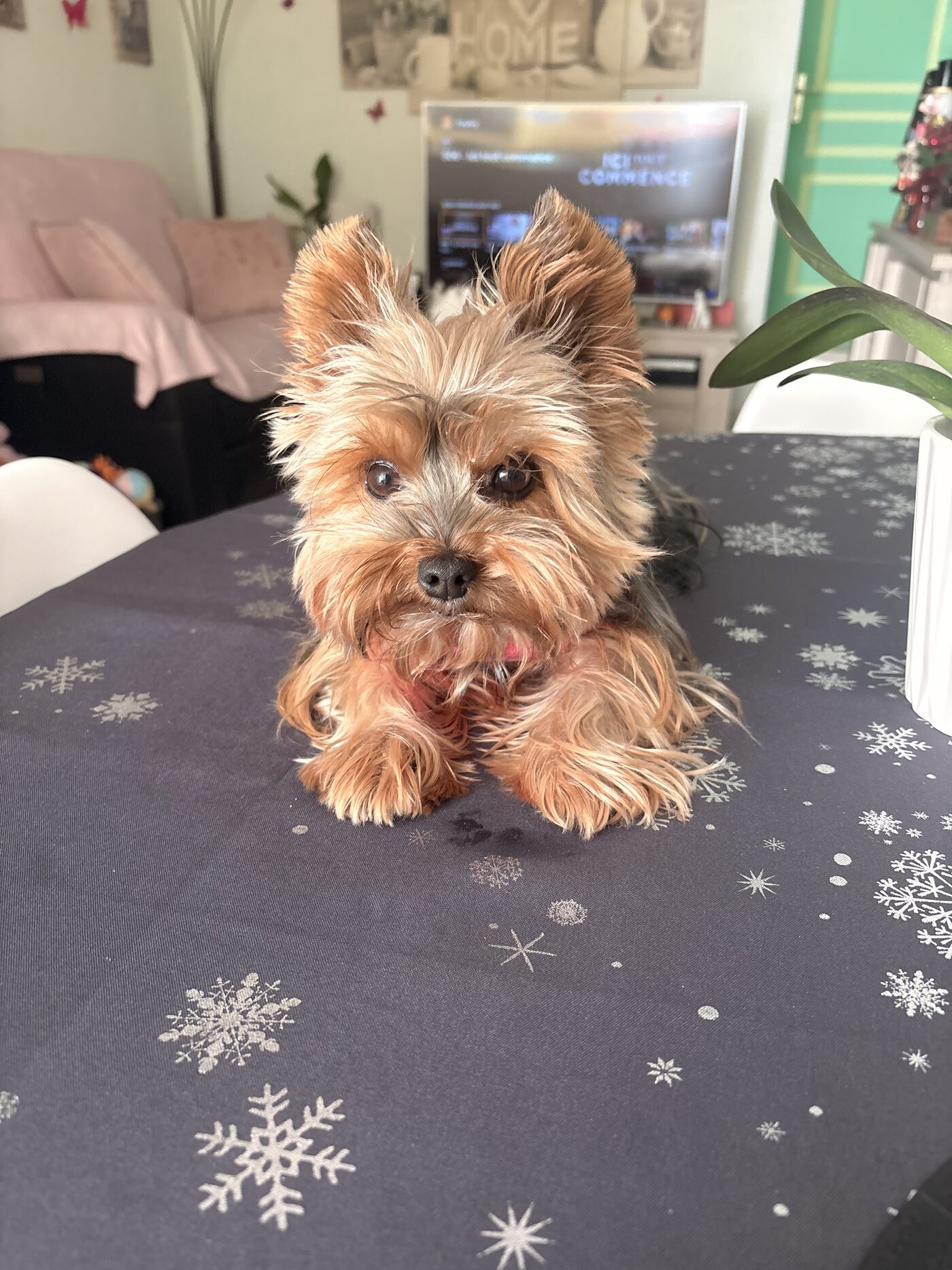 Stella