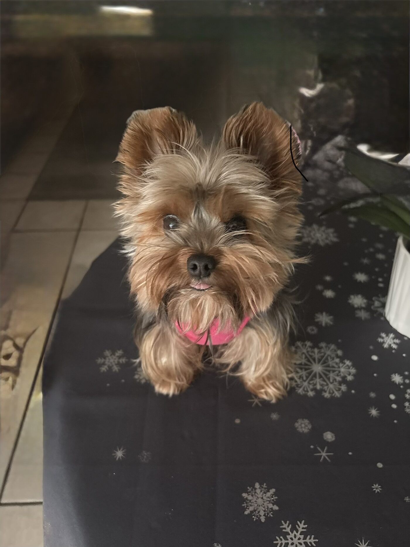 Stella