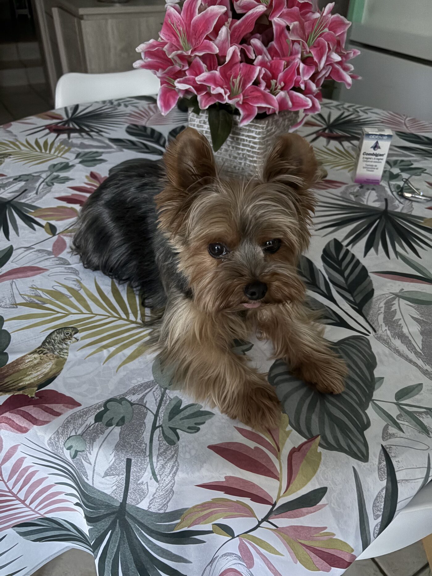 Stella