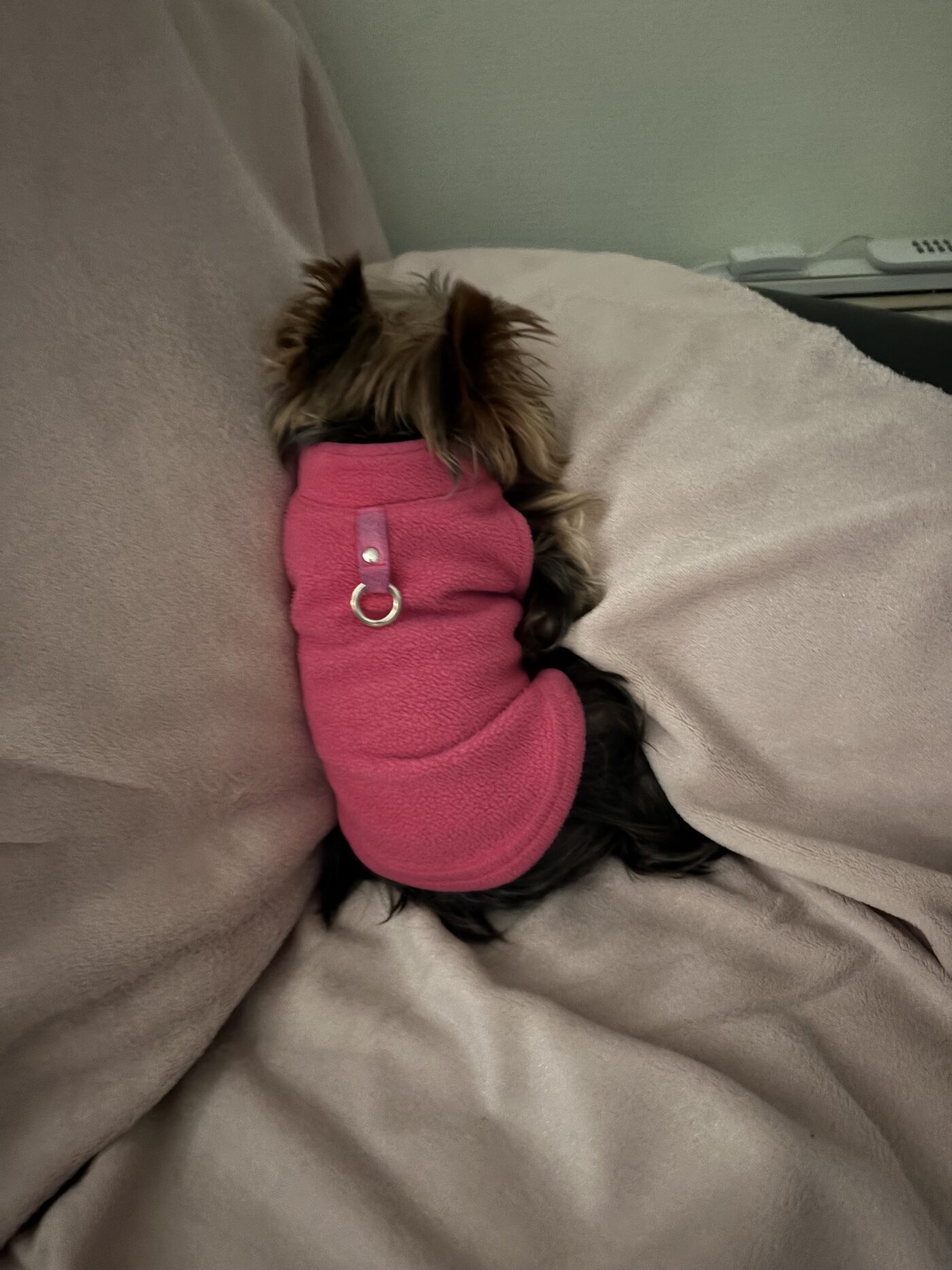 Stella