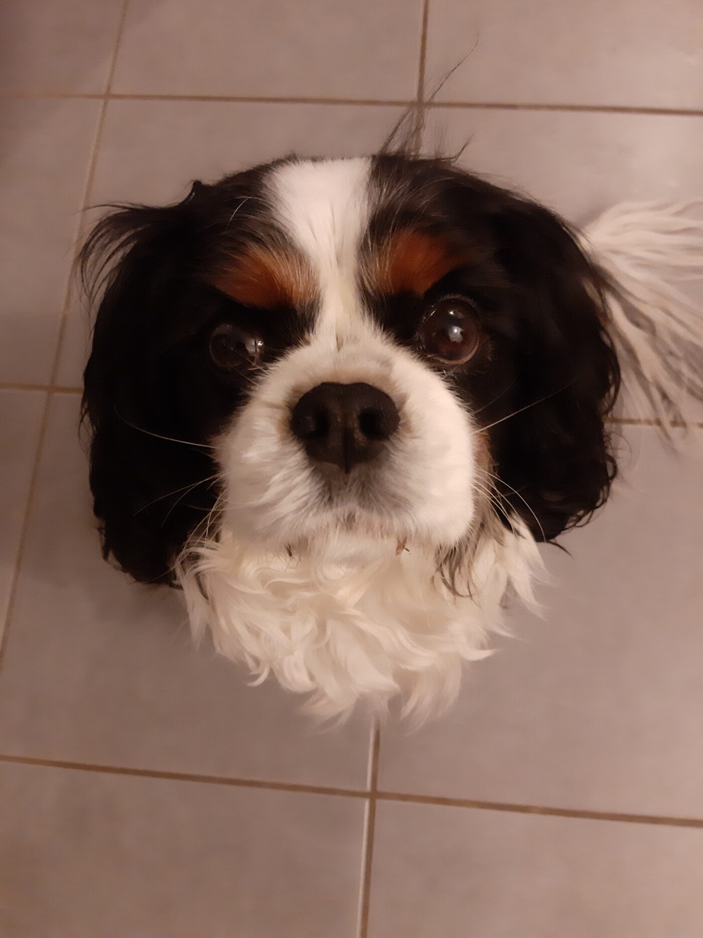 Iléo