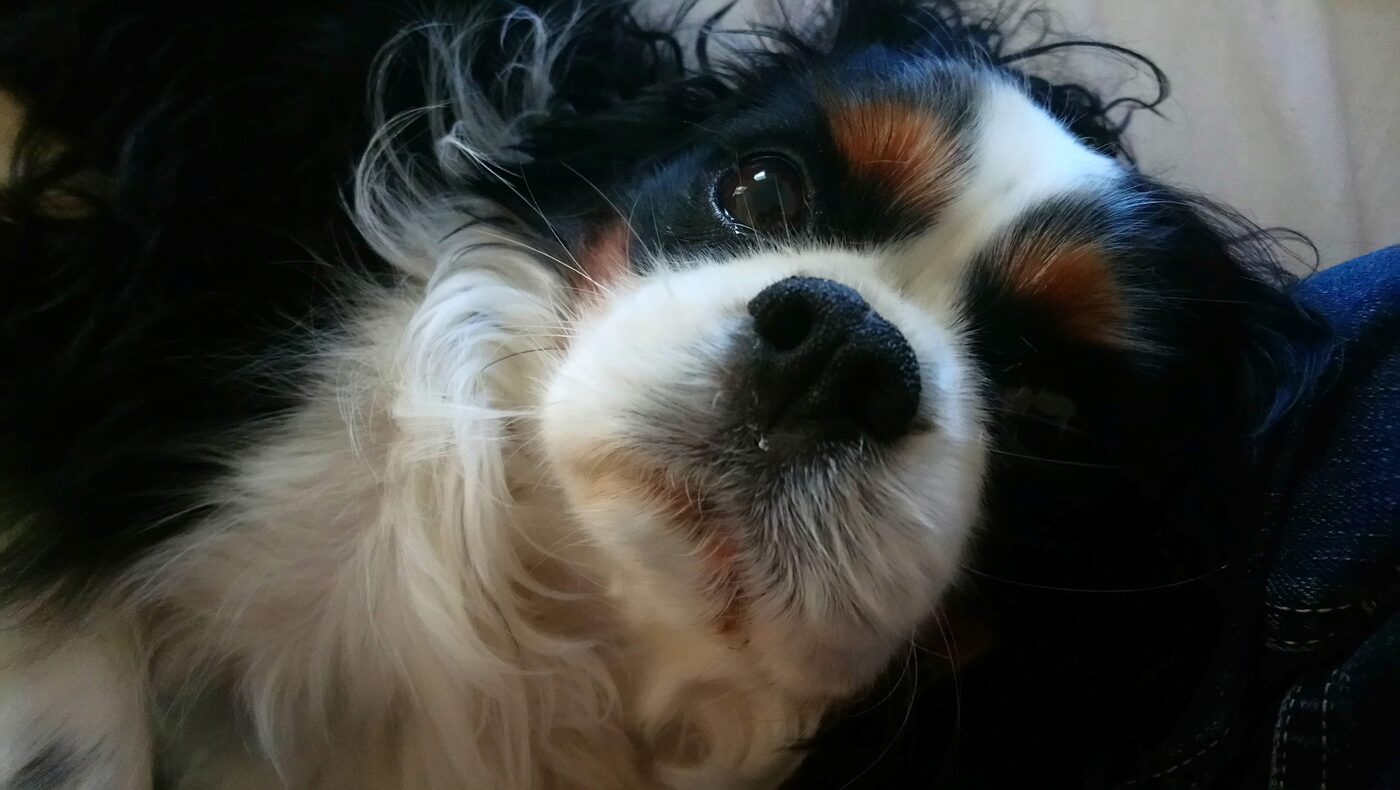 Iléo